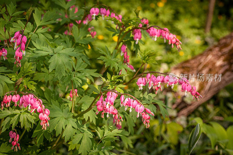 流血的心，(Lamprocapnos spectabilis)， Coeur de Marie或Cœur-de-Jeannette或Cœur-Saignant。